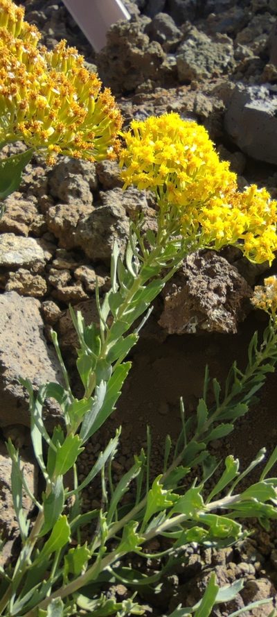 Bethencourtia palmensis, photographed by Santiago Martín-Bravo