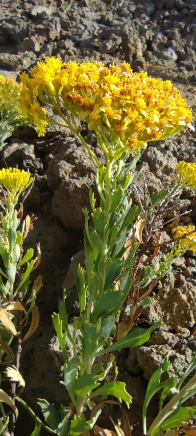 Bethencourtia palmensis, photographed by Santiago Martín-Bravo