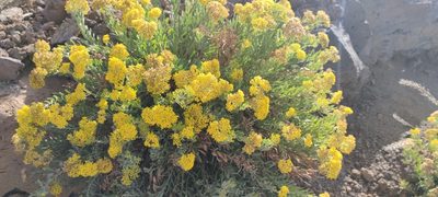 Bethencourtia palmensis, photographed by Santiago Martín-Bravo