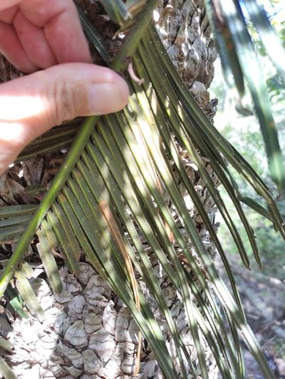 Cycas ophiolitica, photographed by Tony van Kampen