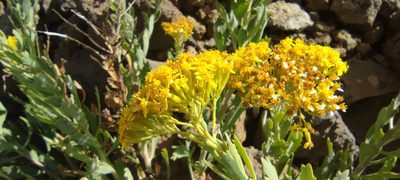 Bethencourtia palmensis, photographed by Santiago Martín-Bravo