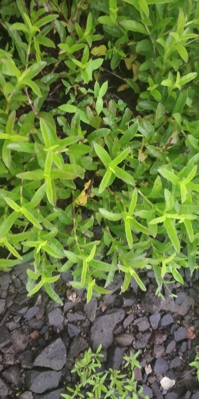 Lepidagathis mitis, photographed by S.MORE