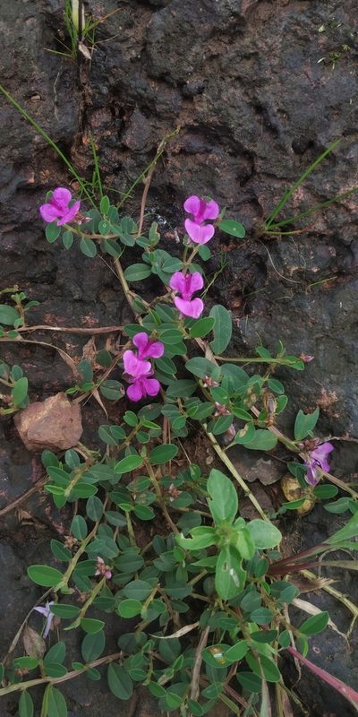 Indigofera dalzelliana, photographed by S.MORE