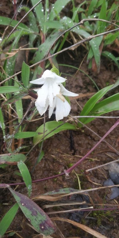 Habenaria suaveolens, photographed by S.MORE