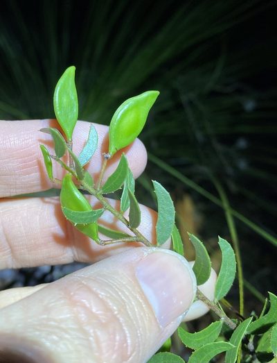 Acacia hispidula, photographed by Greg Tasney