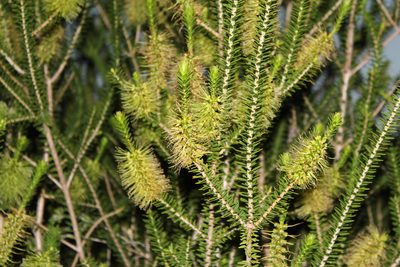 Melaleuca diosmifolia, photographed by Tony Rebelo