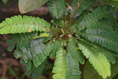 Biophytum sensitivum, photographed by Devika M B