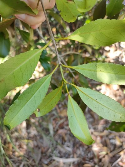 Elaeodendron melanocarpum, photographed by Tony van Kampen