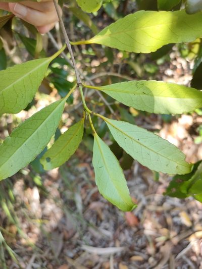 Elaeodendron melanocarpum, photographed by Tony van Kampen