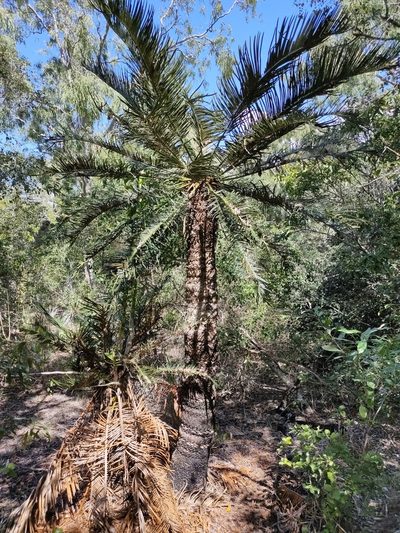Cycas ophiolitica, photographed by Tony van Kampen