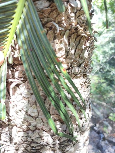 Cycas ophiolitica, photographed by Tony van Kampen