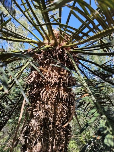 Cycas ophiolitica, photographed by Tony van Kampen