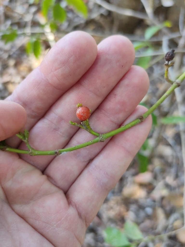 Aidia racemosa, photographed by Tony van Kampen