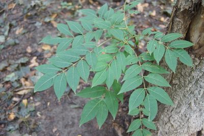 Phellodendron amurense, photographed by Olena V. Vakarenko