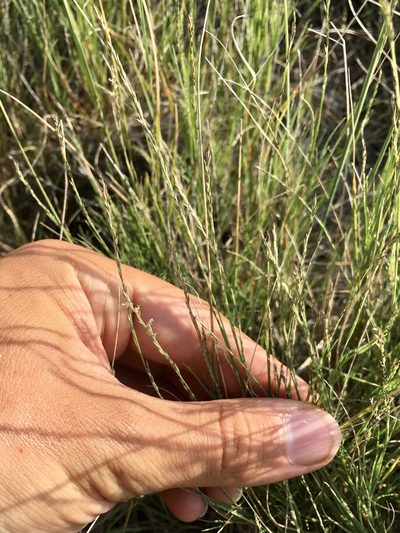 Muhlenbergia cuspidata, photographed by Rose Zappa