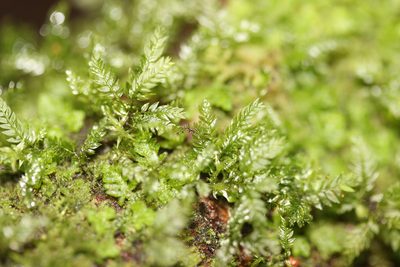 Hymenodontopsis bifaria, photographed by Joe Dillon