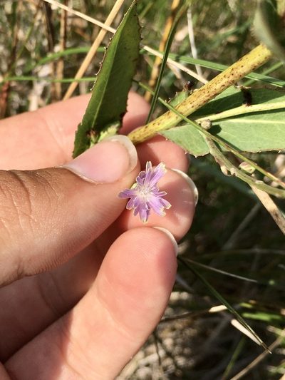 Lactuca ludoviciana, photographed by Rose Zappa