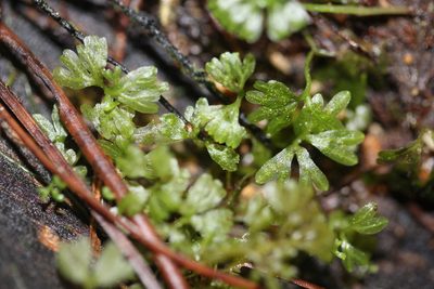 Hymenophyton flabellatum, photographed by Joe Dillon