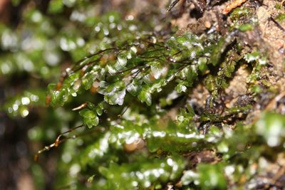 Achrophyllum dentatum, photographed by Joe Dillon
