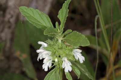 Leucas sexdentata, photographed by Wynand Uys