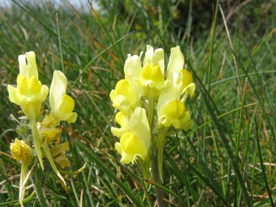 Linaria polygalifolia, photographed by José Luis Camaño