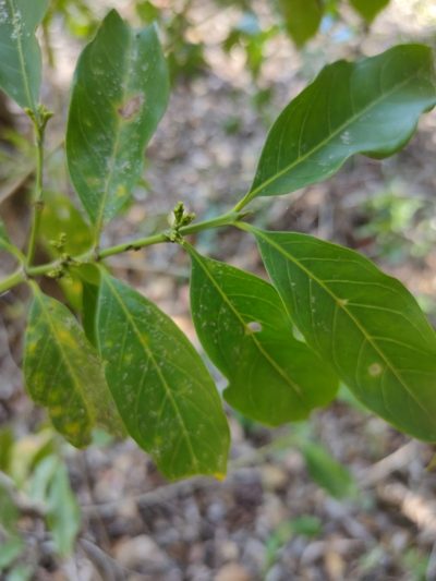 Aidia racemosa, photographed by Tony van Kampen