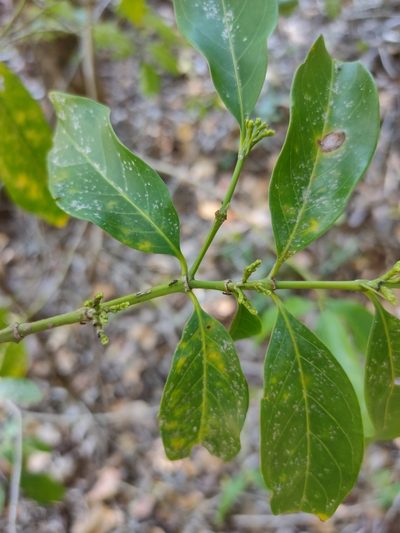 Aidia racemosa, photographed by Tony van Kampen