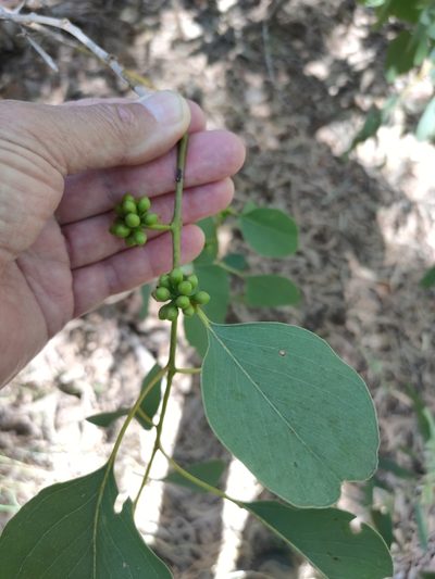Eucalyptus platyphylla, photographed by Tony van Kampen