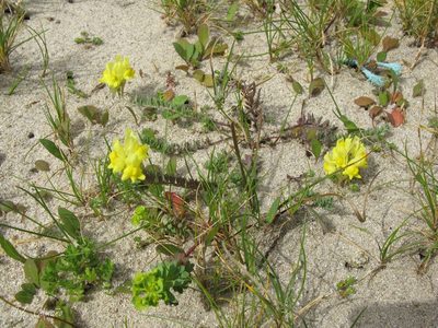 Linaria polygalifolia, photographed by José Luis Camaño