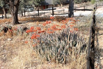 Aloe hereroensis, photographed by Tony Rebelo