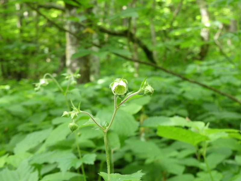 Geum geniculatum, photographed by botanygirl