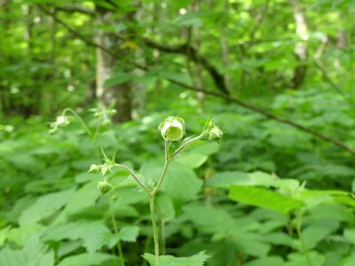 Geum geniculatum, photographed by botanygirl