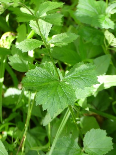 Geum geniculatum, photographed by botanygirl