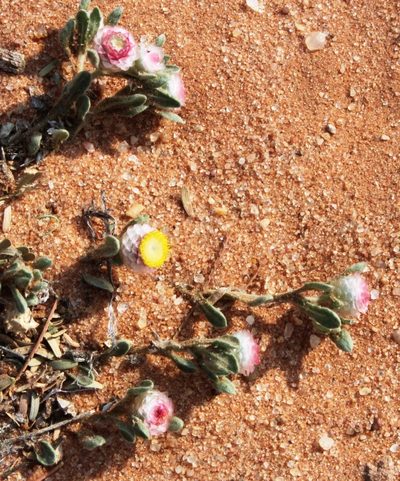 Helichrysum argyrosphaerum, photographed by Tony Rebelo
