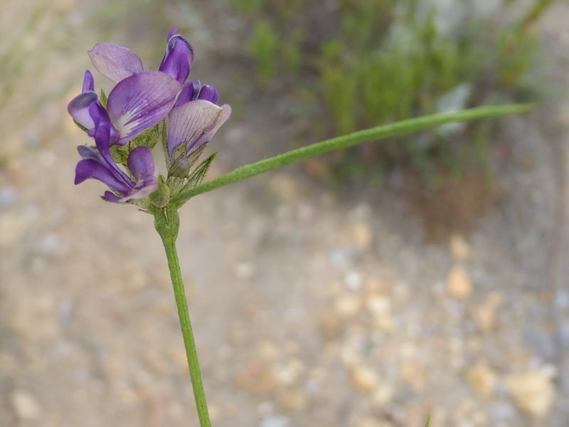 Psoralea ensifolia, photographed by Nicola van Berkel