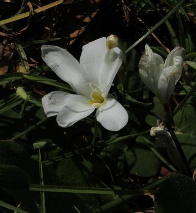 Sparaxis grandiflora, photographed by Tony Rebelo