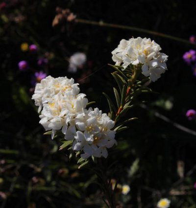 Lachnaea capitata, photographed by Tony Rebelo