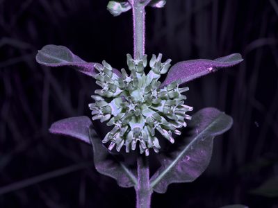 Asclepias obovata, photographed by Michelle W. （鍾偉瑋）