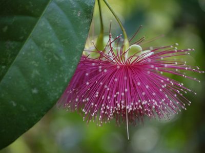 Syzygium laetum, photographed by Dinesh Valke