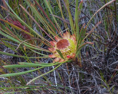 Protea angustata, photographed by magriet b