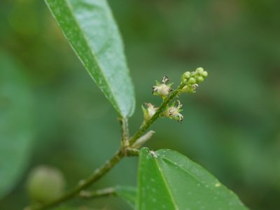 Croton zeylanicus, photographed by Dinesh Valke