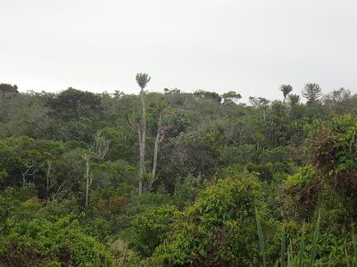 Euphorbia triangularis, photographed by Mahomed Desai
