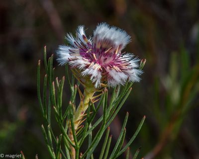 Serruria heterophylla, photographed by magriet b
