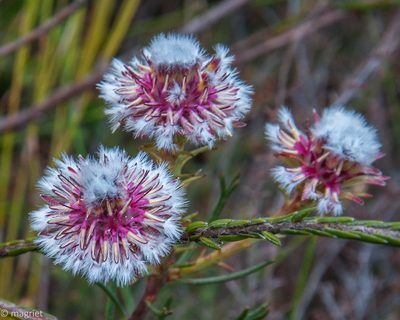 Serruria heterophylla, photographed by magriet b