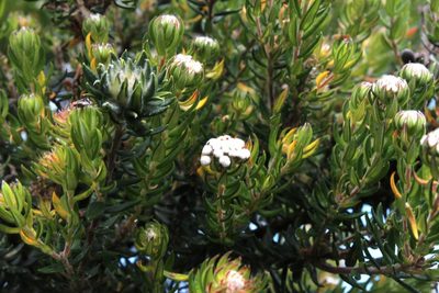 Phylica litoralis, photographed by Tony Rebelo