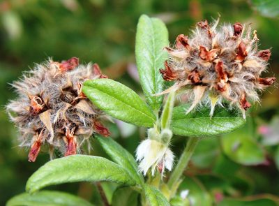 Afrolobium sericeum, photographed by Tony Rebelo