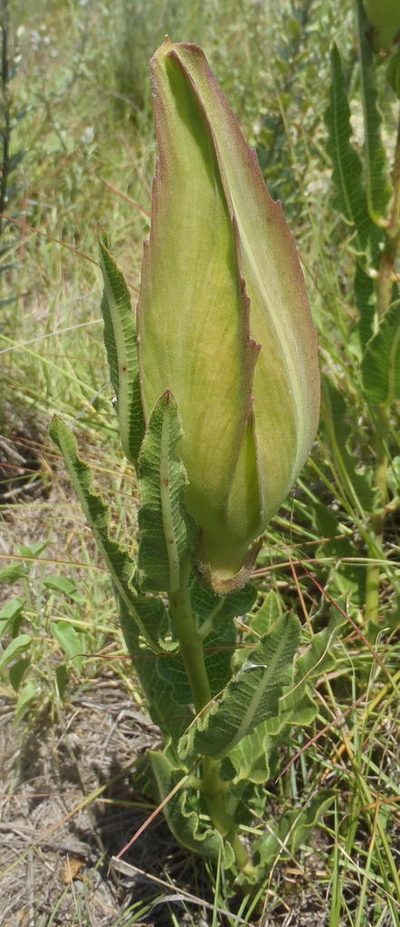 Pachycarpus schinzianus, photographed by Nicola van Berkel