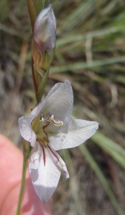 Gladiolus pretoriensis, photographed by Nicola van Berkel