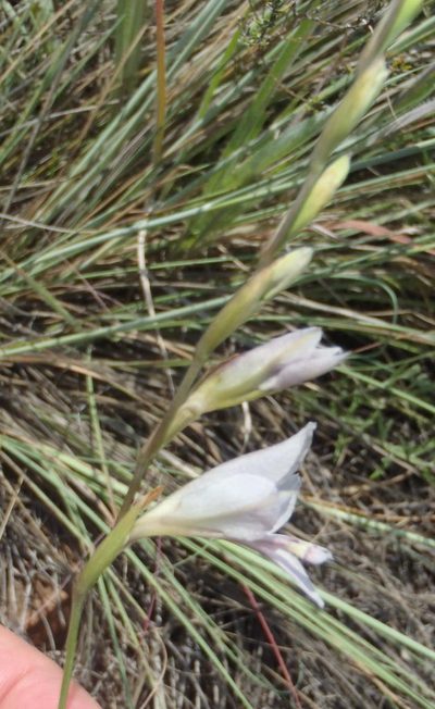 Gladiolus pretoriensis, photographed by Nicola van Berkel