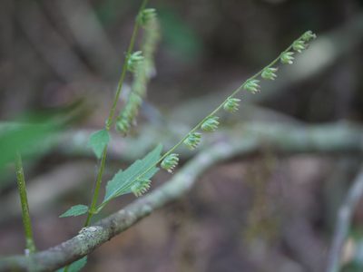 Pogostemon paniculatus, photographed by Dinesh Valke